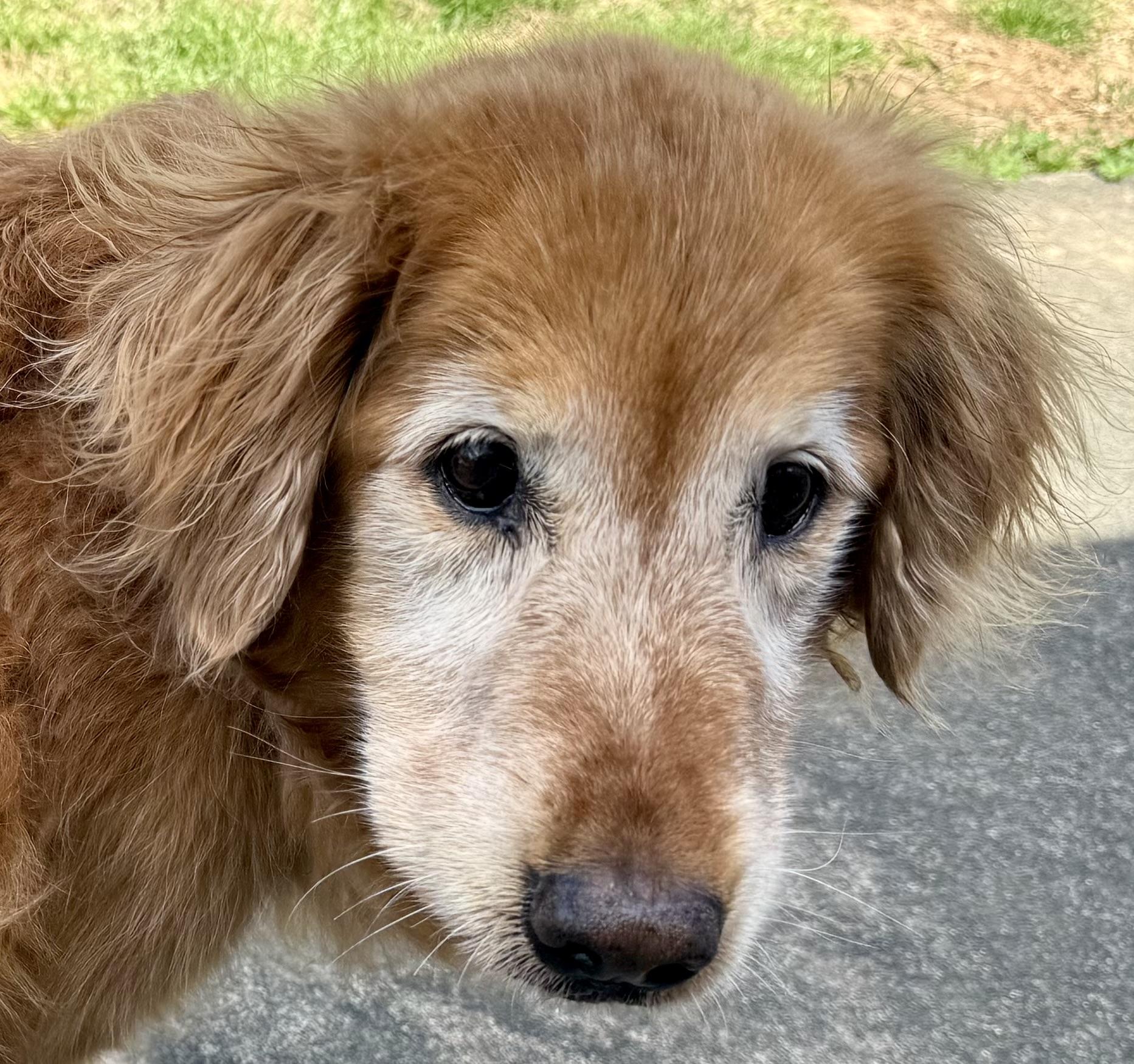 Enlarge Maggie, a ADOPTABLE Golden Retriever in New Canaan, CT image 4/5