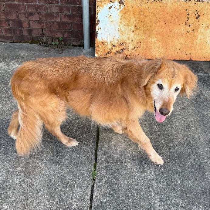 Enlarge Maggie, a ADOPTABLE Golden Retriever in New Canaan, CT image 5/5