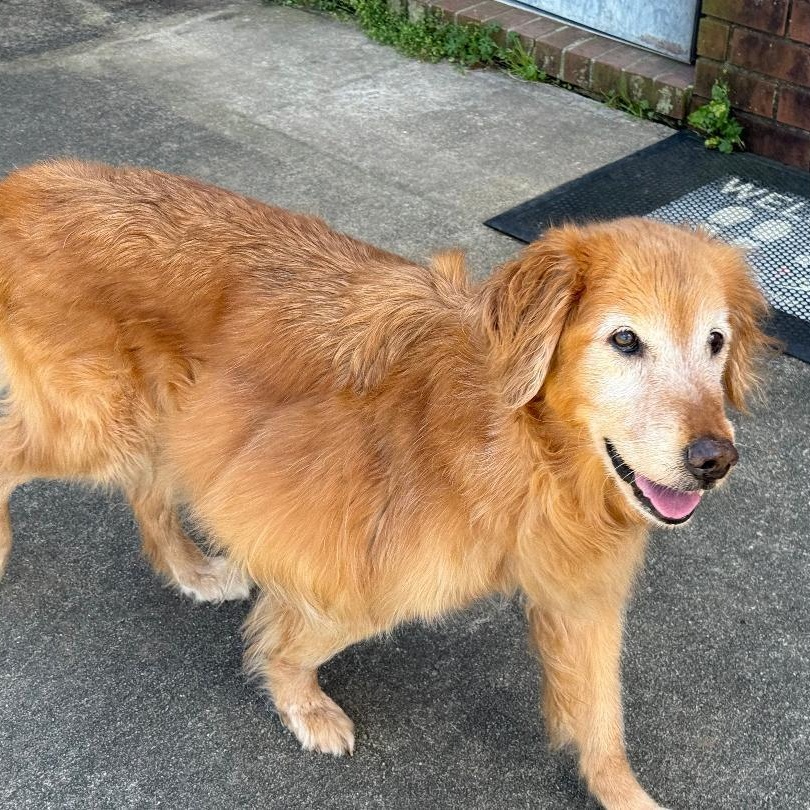 Enlarge Maggie, a ADOPTABLE Golden Retriever in New Canaan, CT image 2/5