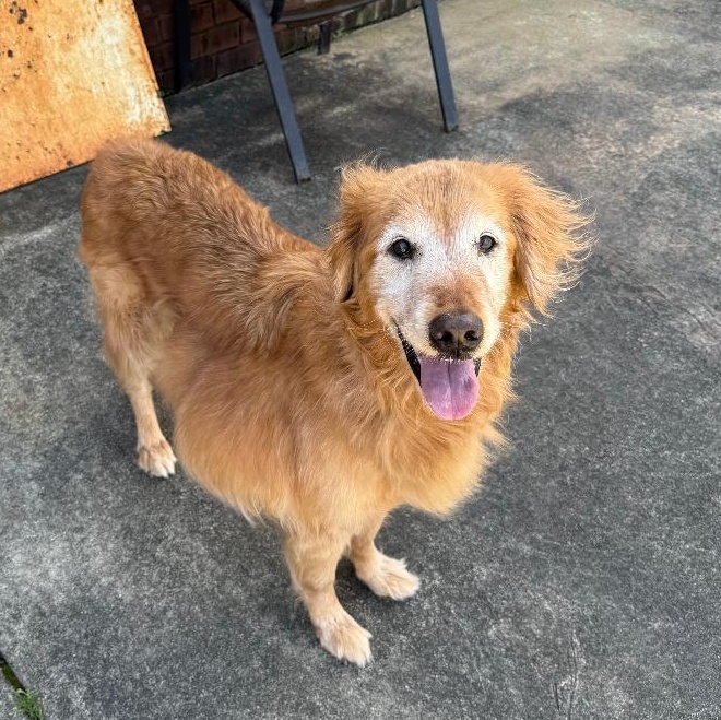 Enlarge Maggie, a ADOPTABLE Golden Retriever in New Canaan, CT image 3/5