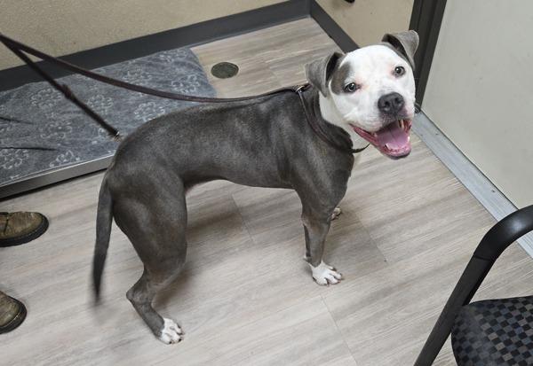 Enlarge Rutabaga, a Adoptable mixed breed in Oceanside, CA image 2/4