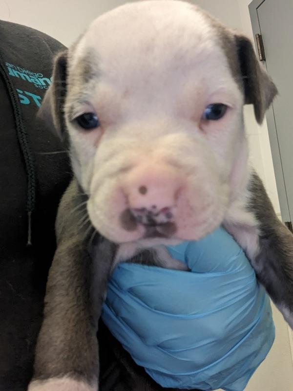 Enlarge Rutabaga, a Adoptable mixed breed in Oceanside, CA image 3/4