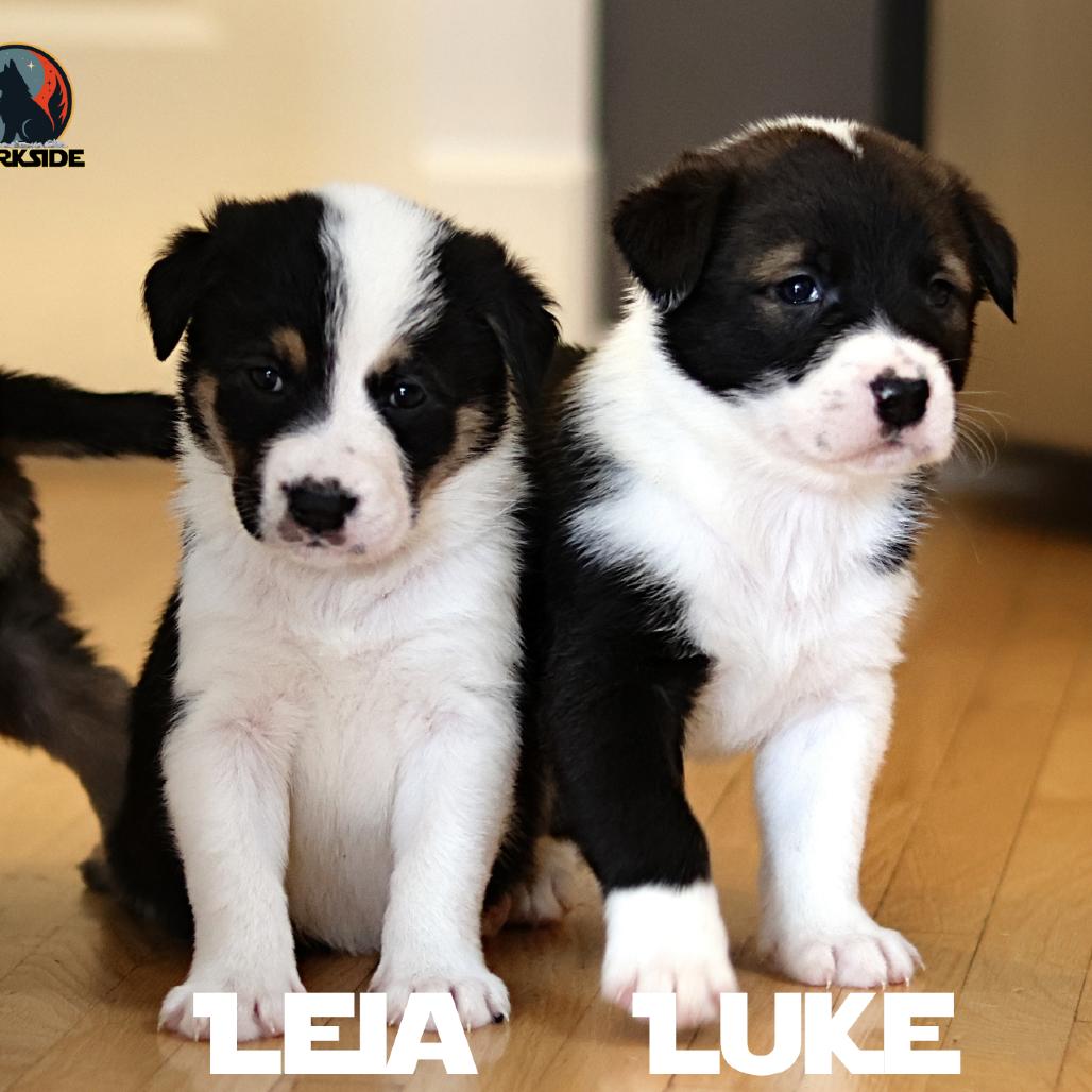 Luke, Adoptable, Puppy Male Mixed Breed.