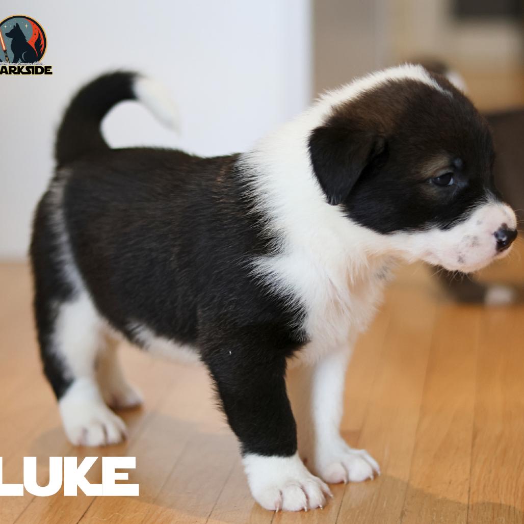 Luke, a Adoptable Mixed Breed in Calgary, AB image 2/6