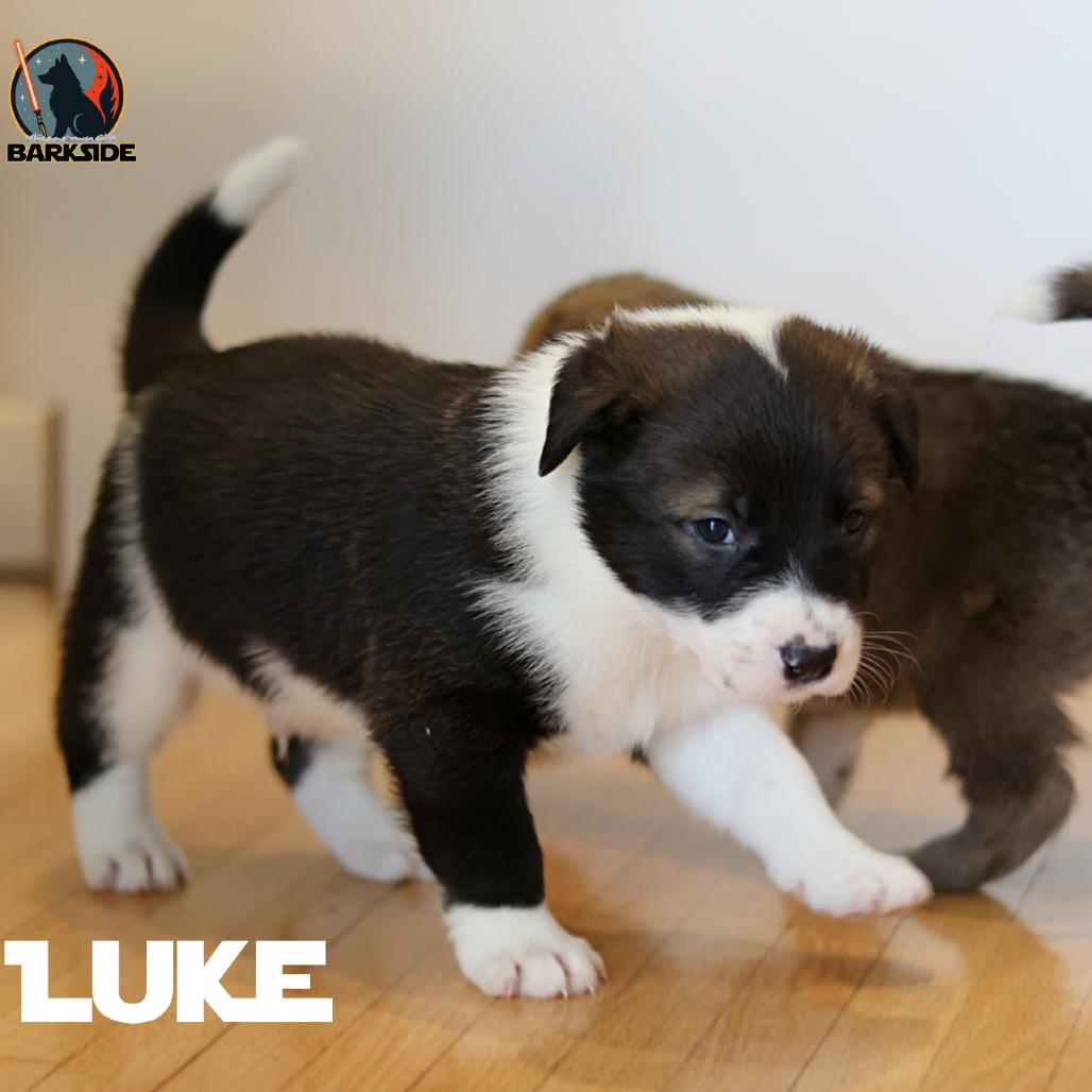 Luke, a Adoptable Mixed Breed in Calgary, AB image 3/6