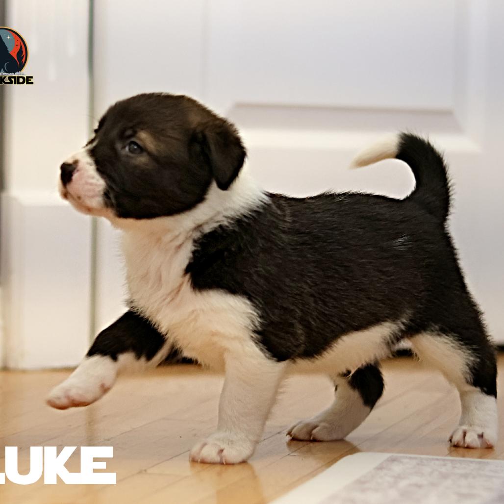 Luke, a Adoptable Mixed Breed in Calgary, AB image 4/6