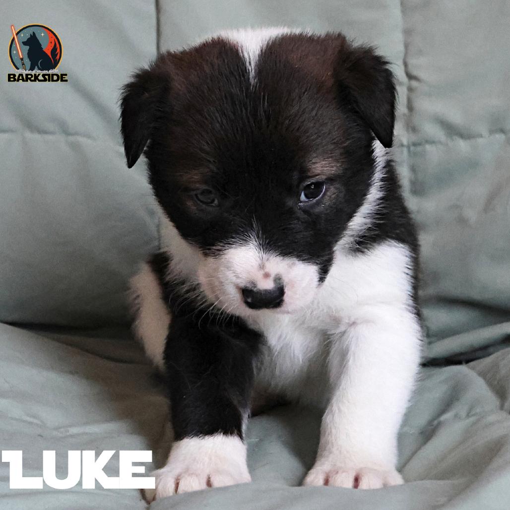 Luke, a Adoptable Mixed Breed in Calgary, AB image 5/6