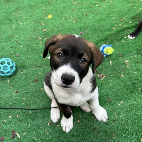 Luke, a Adoptable Mixed Breed in Calgary, AB image 6/6
