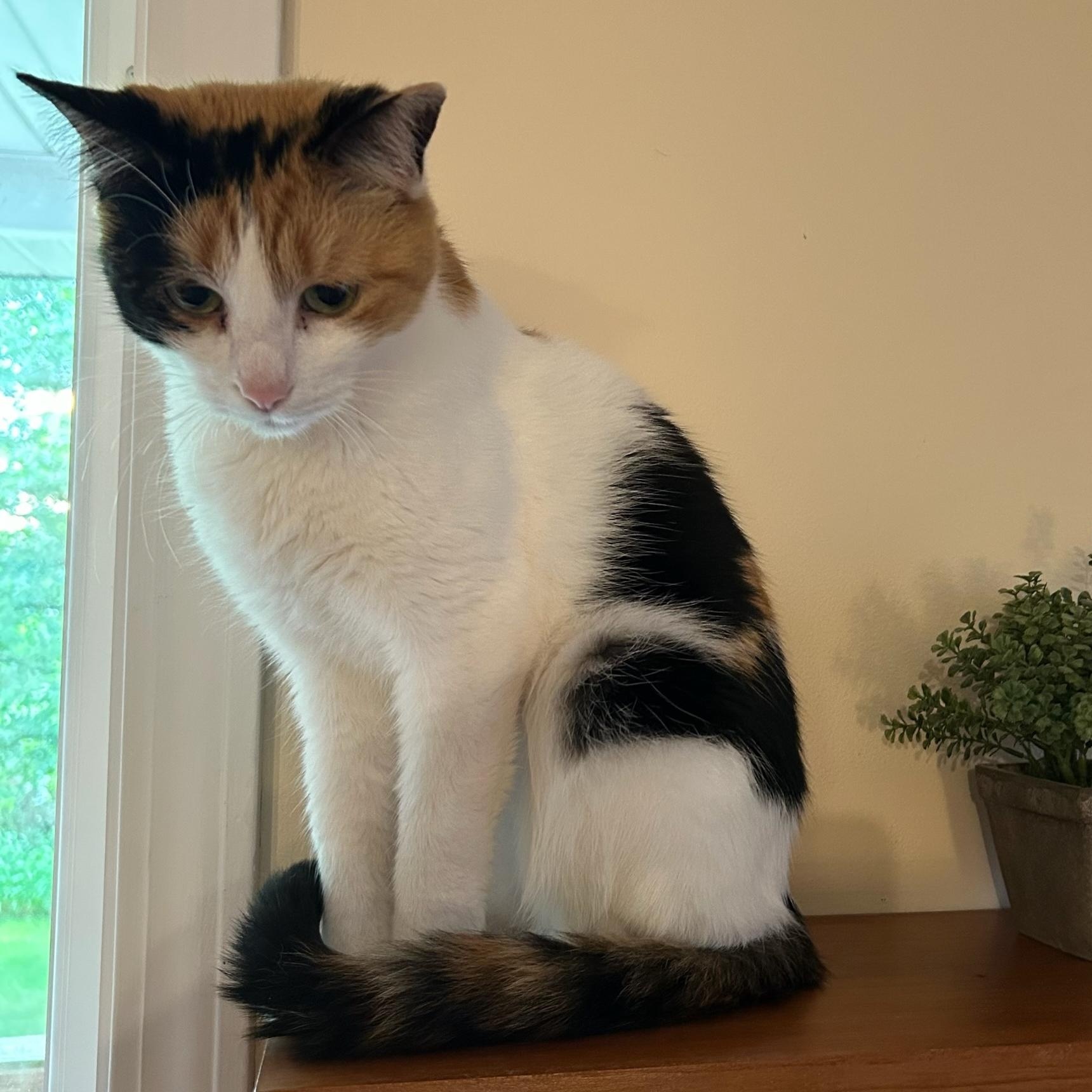Stella, Adoptable, Young Female Calico.