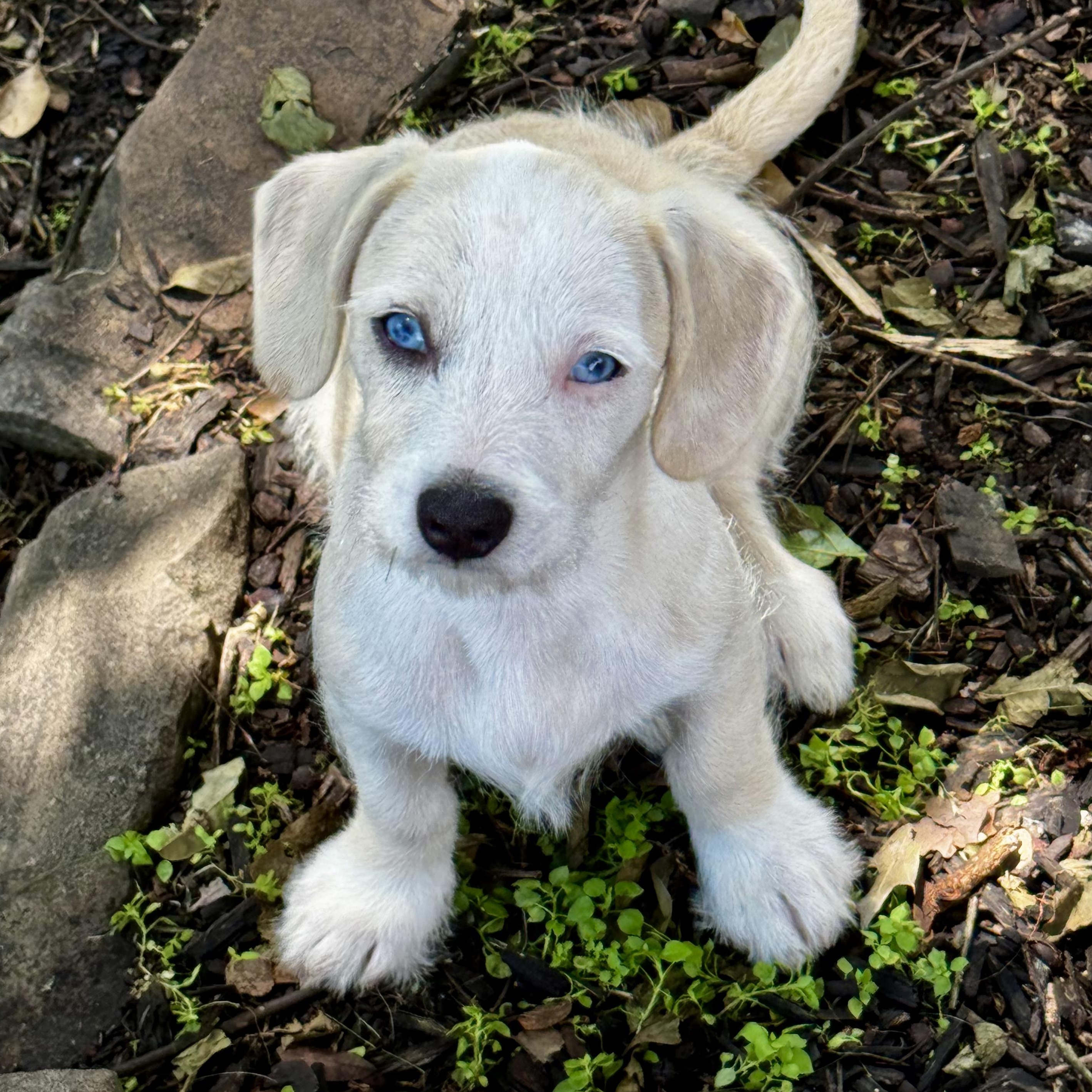 Enlarge George, an adoption pending mixed breed in Boston, MA image 2/6