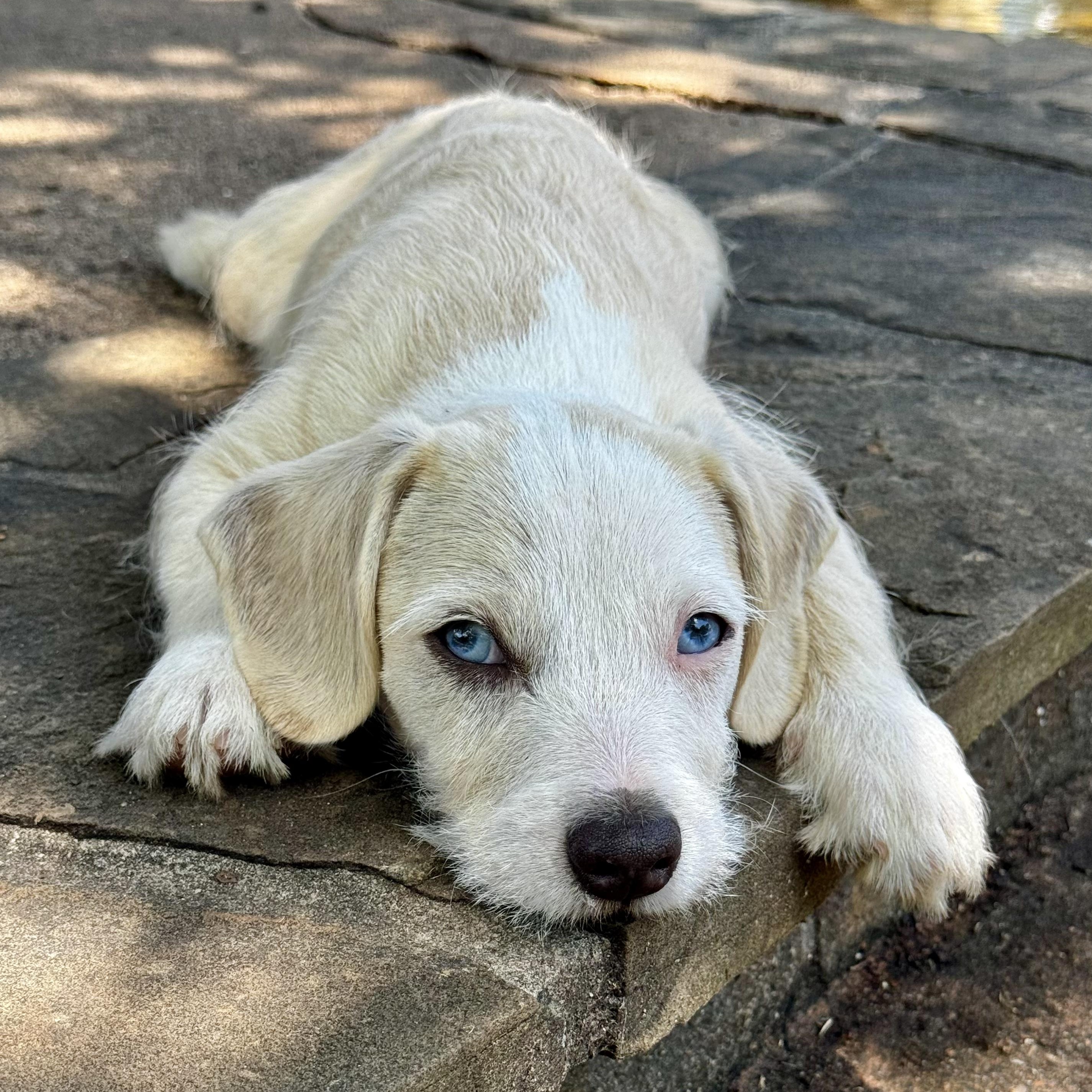 Enlarge George, an adoption pending mixed breed in Boston, MA image 1/6
