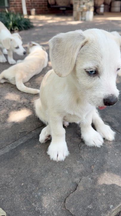 Enlarge George, an adoption pending mixed breed in Boston, MA video 3/6