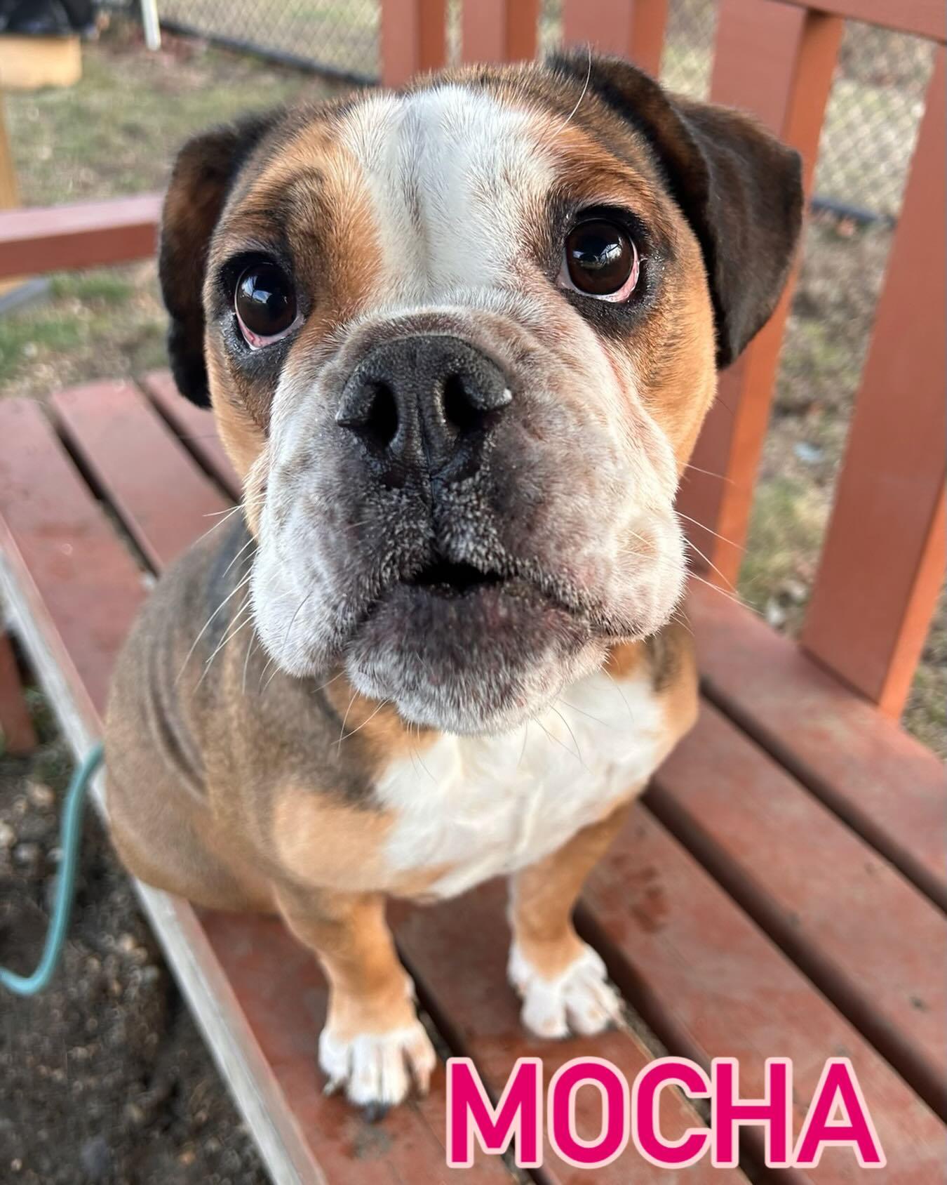 Enlarge Mocha Tag #23, a ADOPTABLE mixed breed in Central Islip, NY image 1/1