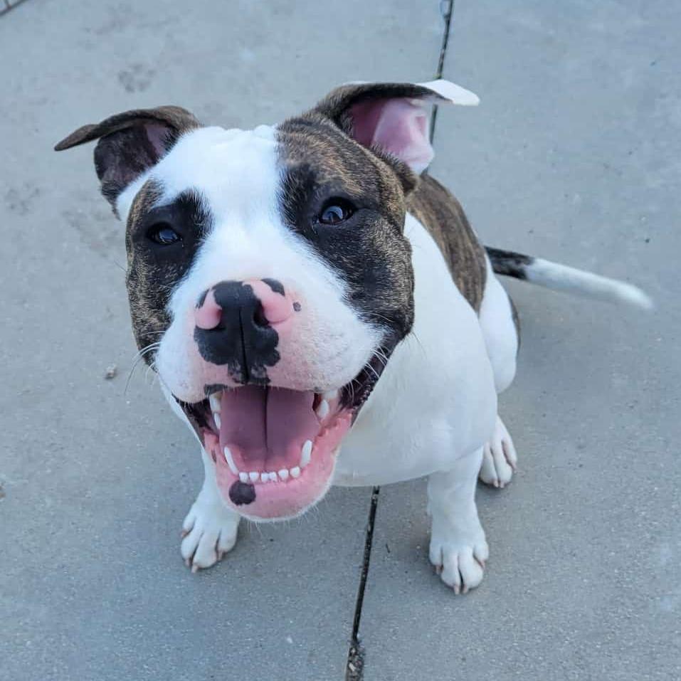 Junior, Adoptable, Young Male American Staffordshire Terrier.