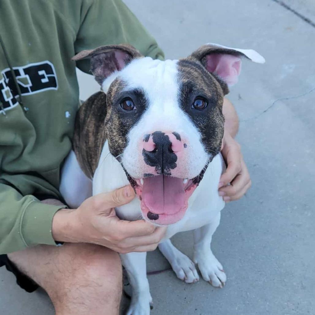 Enlarge Junior, a Adoptable American Staffordshire Terrier in Lompoc, CA image 2/4