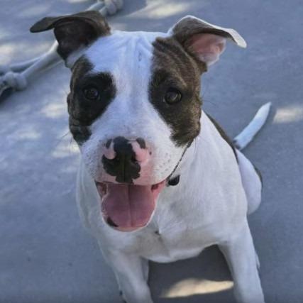 Enlarge Junior, a Adoptable American Staffordshire Terrier in Lompoc, CA image 4/4