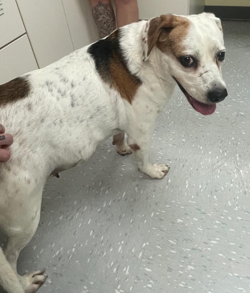 Tuscarawas County Dog Pound Adoptable Dogs: Find Your Furry Friend