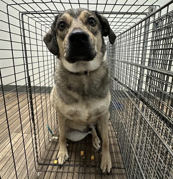 Monte, Adoptable, Adult Male Shepherd.