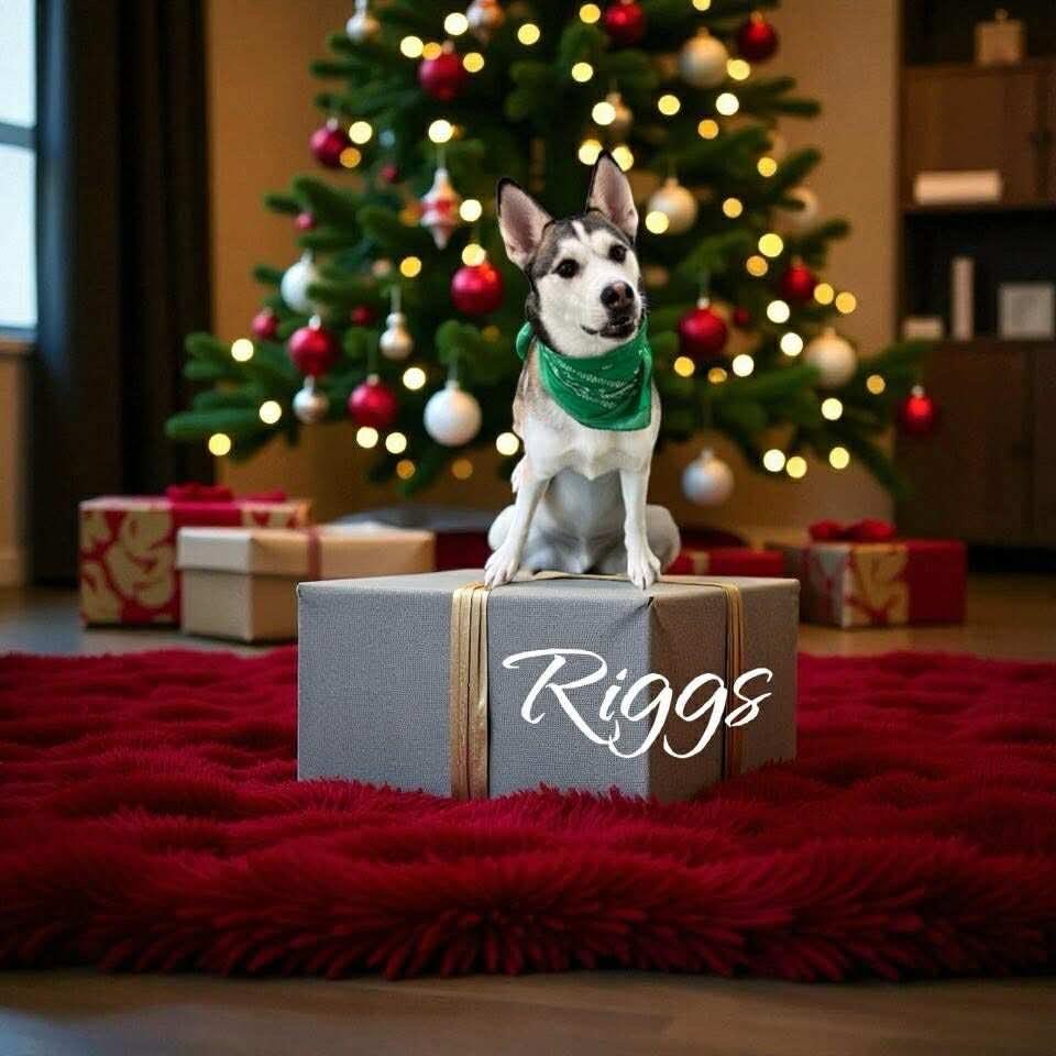 Enlarge Riggs, a Adoptable Husky in West Bloomfield, MI image 1/3