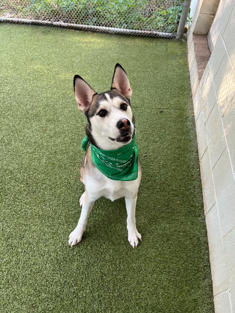 Enlarge Riggs, a Adoptable Husky in West Bloomfield, MI image 1/5