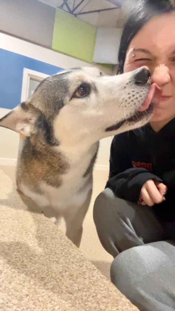 Enlarge Riggs, a Adoptable Husky in West Bloomfield, MI image 2/5