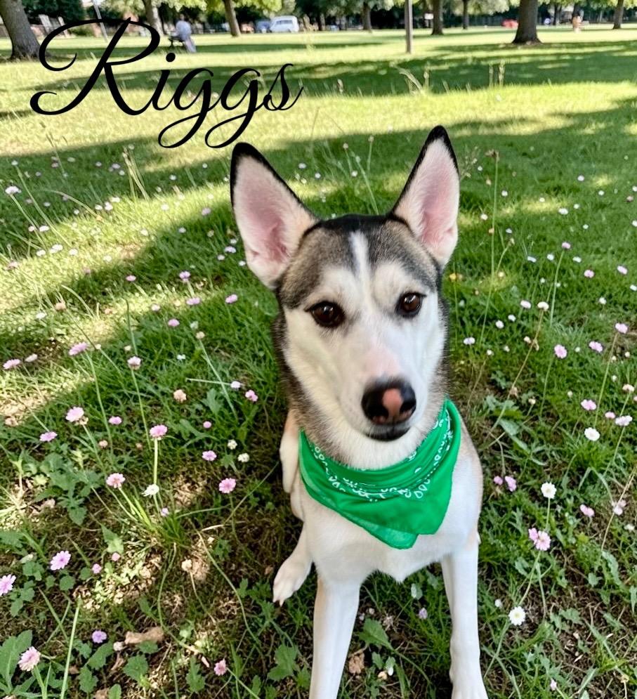 Riggs, a Adoptable Husky in West Bloomfield, MI image 3/6