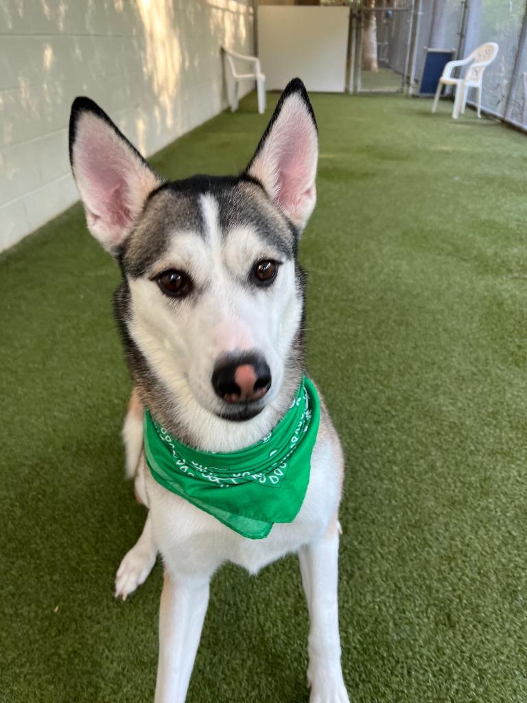 Enlarge Riggs, a Adoptable Husky in West Bloomfield, MI image 3/5