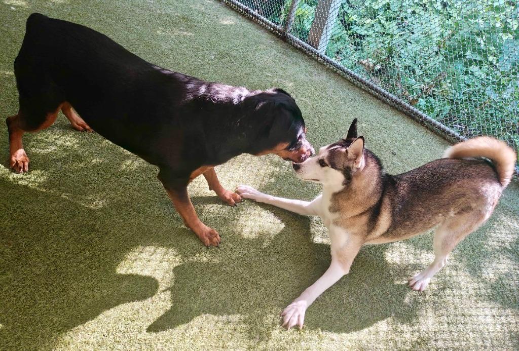 Enlarge Riggs, a Adoptable Husky in West Bloomfield, MI image 4/5