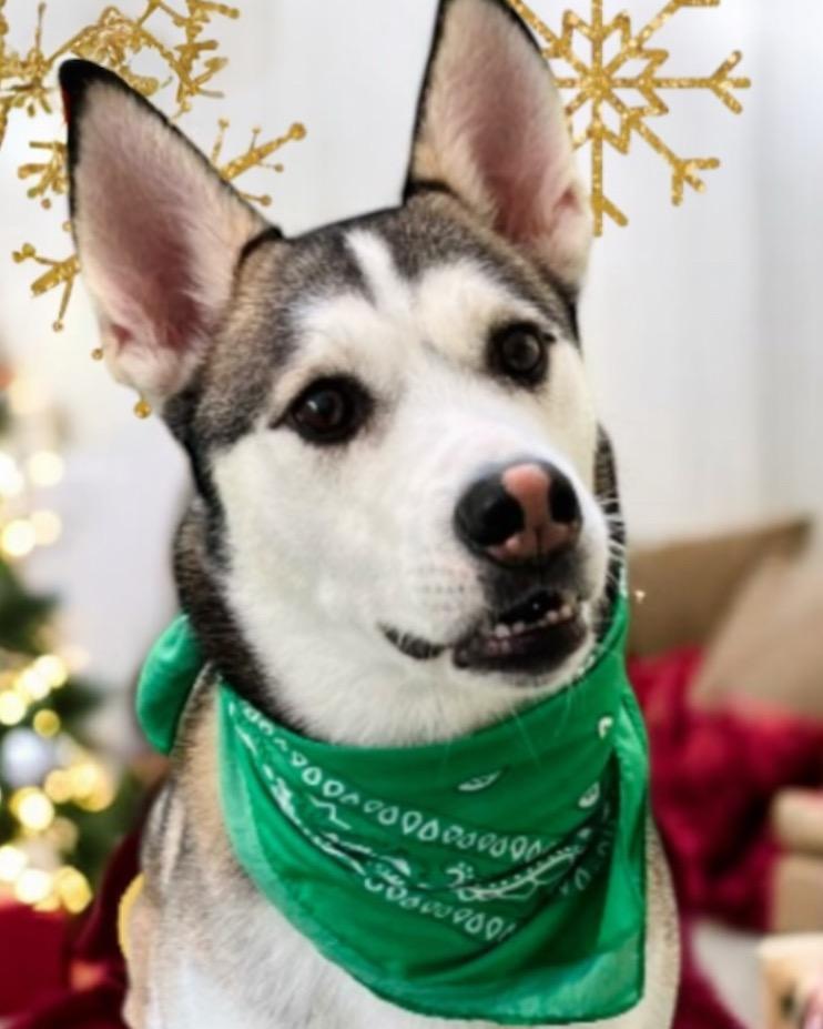 Enlarge Riggs, a Adoptable Husky in West Bloomfield, MI image 5/5