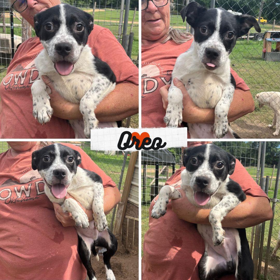 Oreo