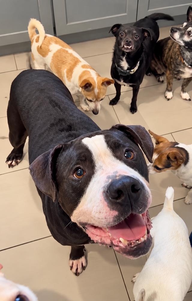 Enlarge Duncan, a Adoptable mixed breed in Saugus, MA image 1/5