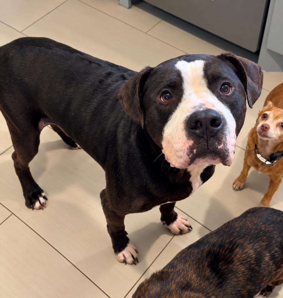 Enlarge Duncan, a Adoptable mixed breed in Saugus, MA image 2/5