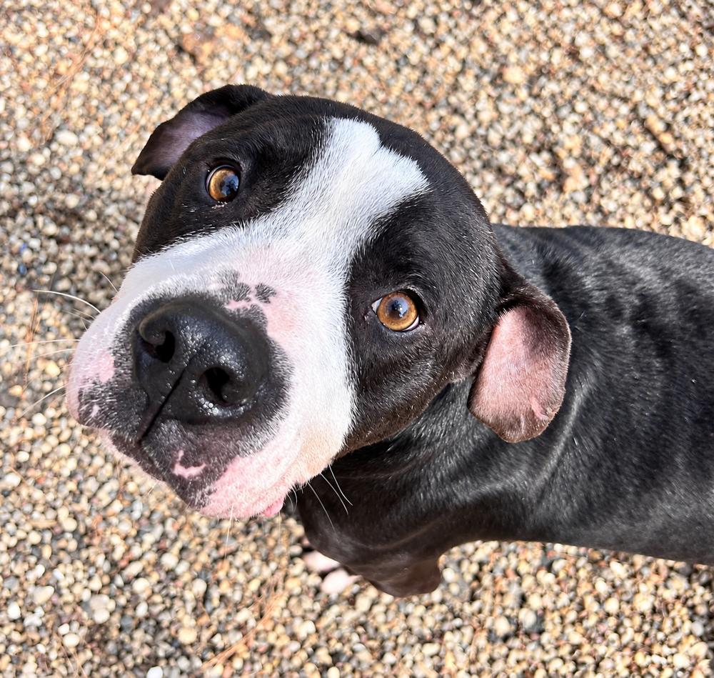 Enlarge Duncan, a Adoptable mixed breed in Saugus, MA image 3/5