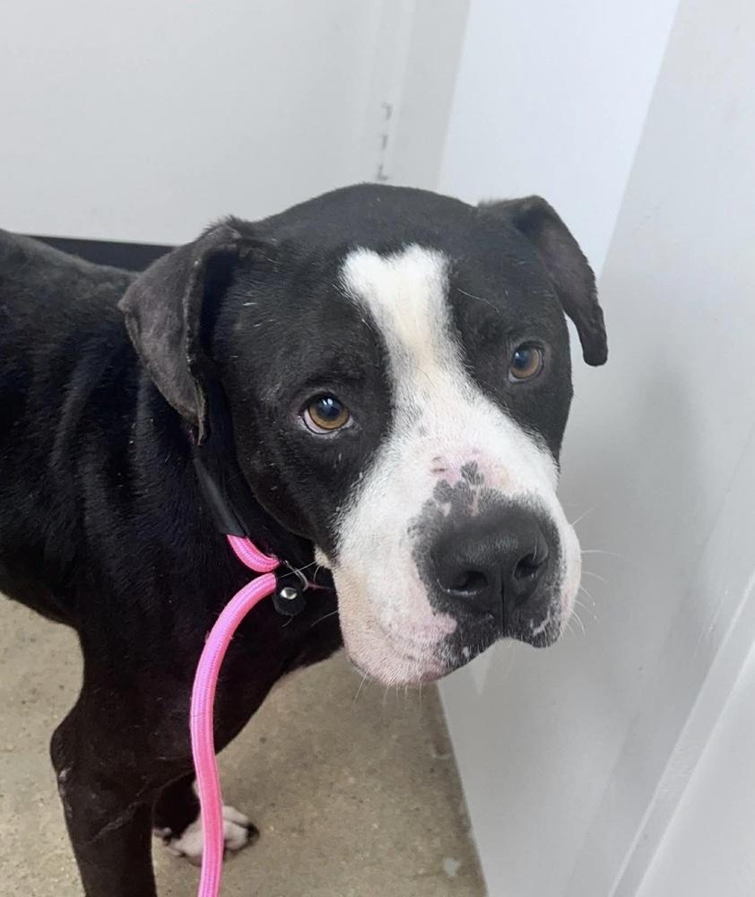 Enlarge Duncan, a Adoptable mixed breed in Saugus, MA image 4/5