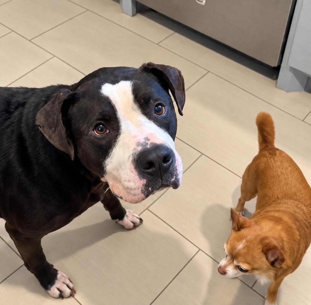 Enlarge Duncan, a Adoptable mixed breed in Saugus, MA image 5/5