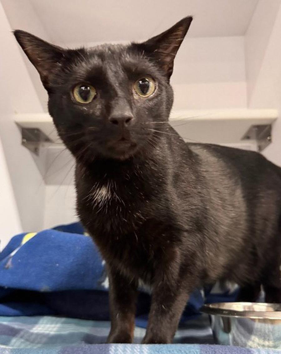 Enlarge Snapper, a Adoptable Domestic Short Hair in Cuyahoga Falls, OH image 1/2