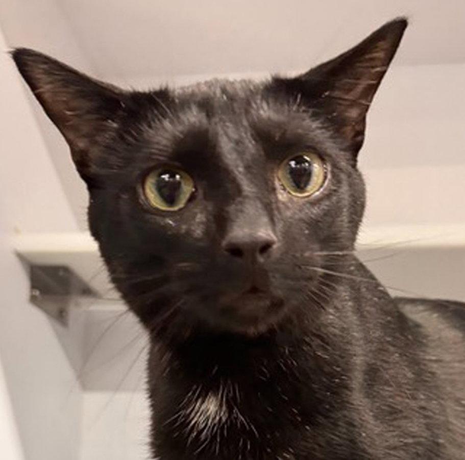 Enlarge Snapper, a Adoptable Domestic Short Hair in Cuyahoga Falls, OH image 2/2