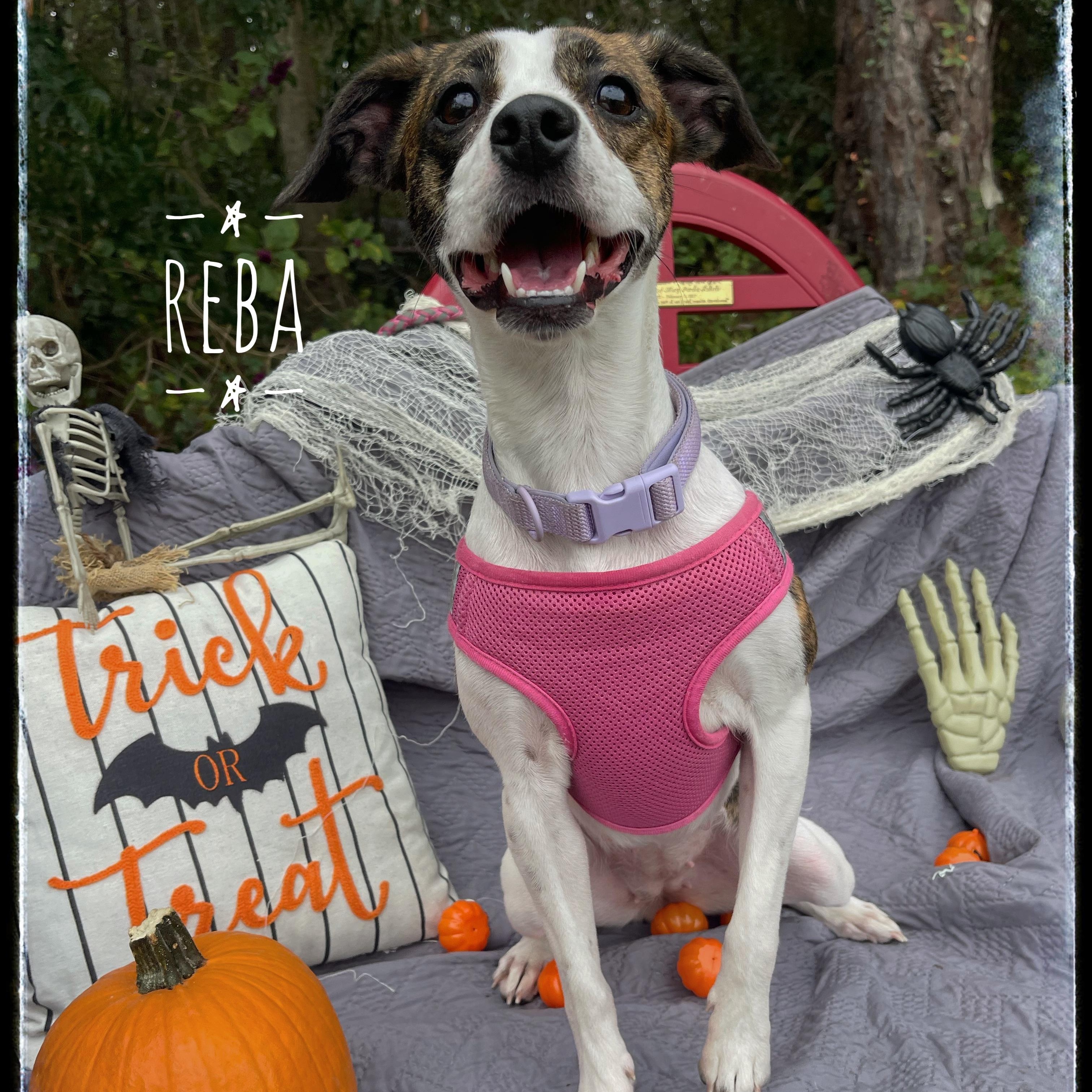 Reba, a Adoptable mixed breed in Sebring, FL image 1/5