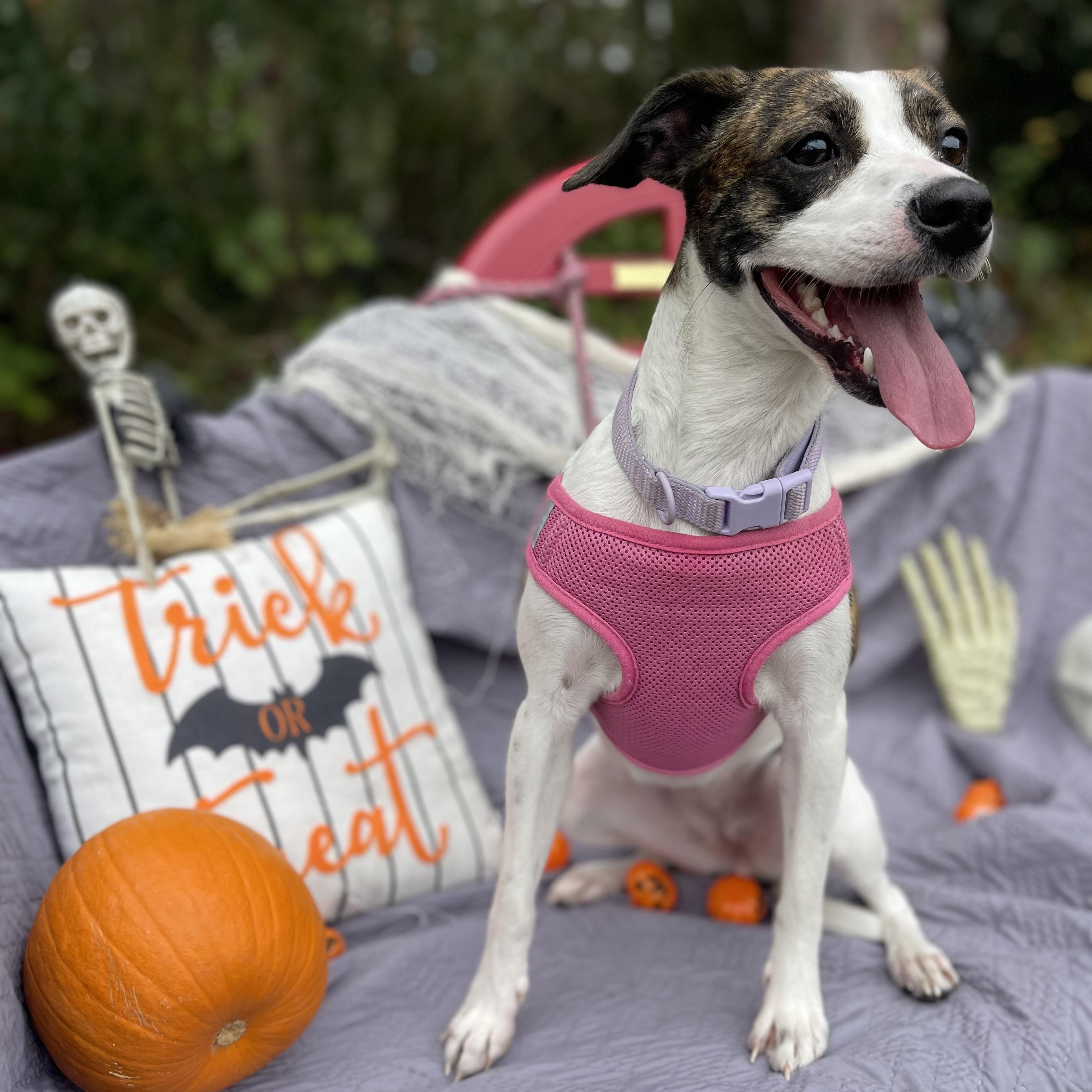 Reba, a Adoptable mixed breed in Sebring, FL image 4/5