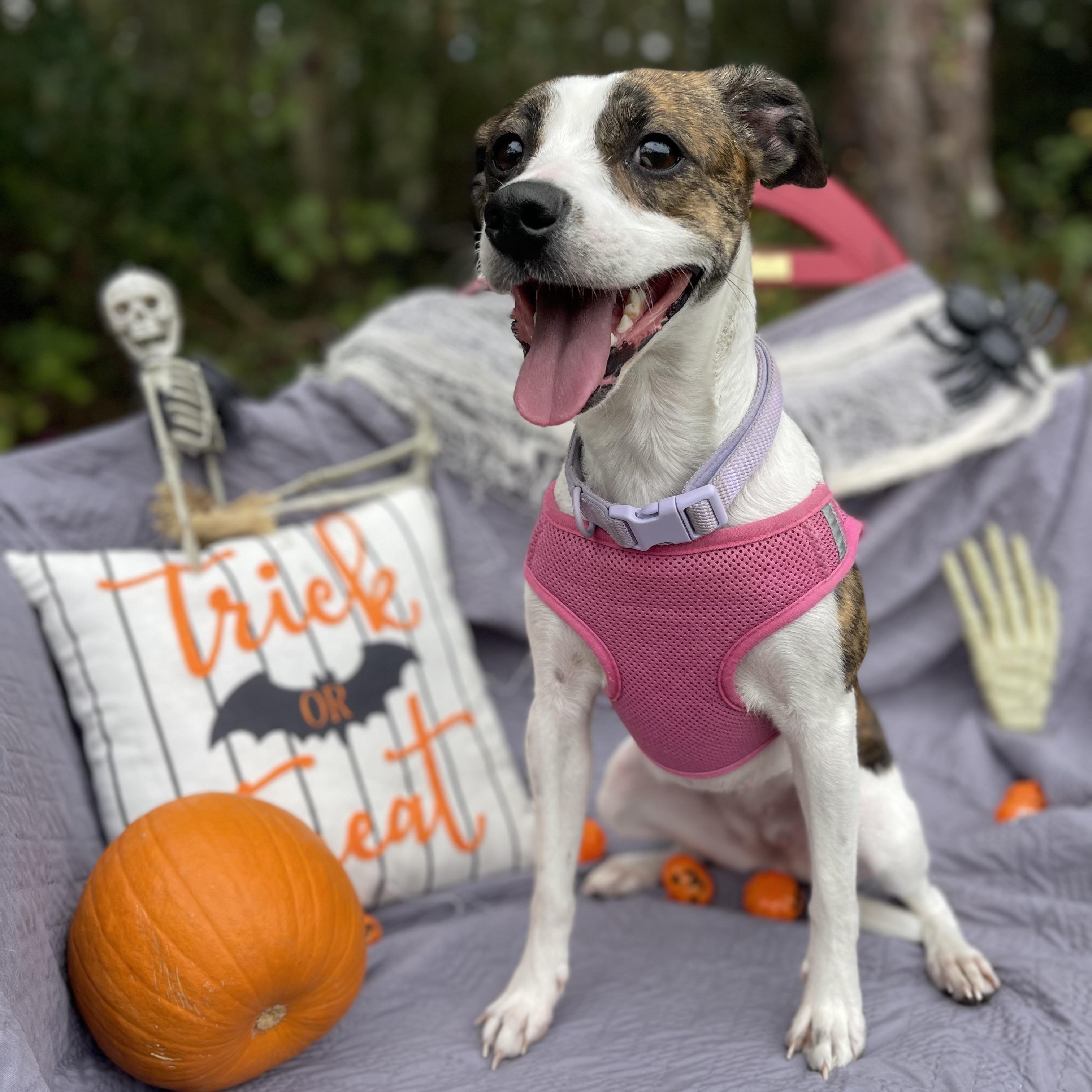 Reba, a Adoptable mixed breed in Sebring, FL image 3/5