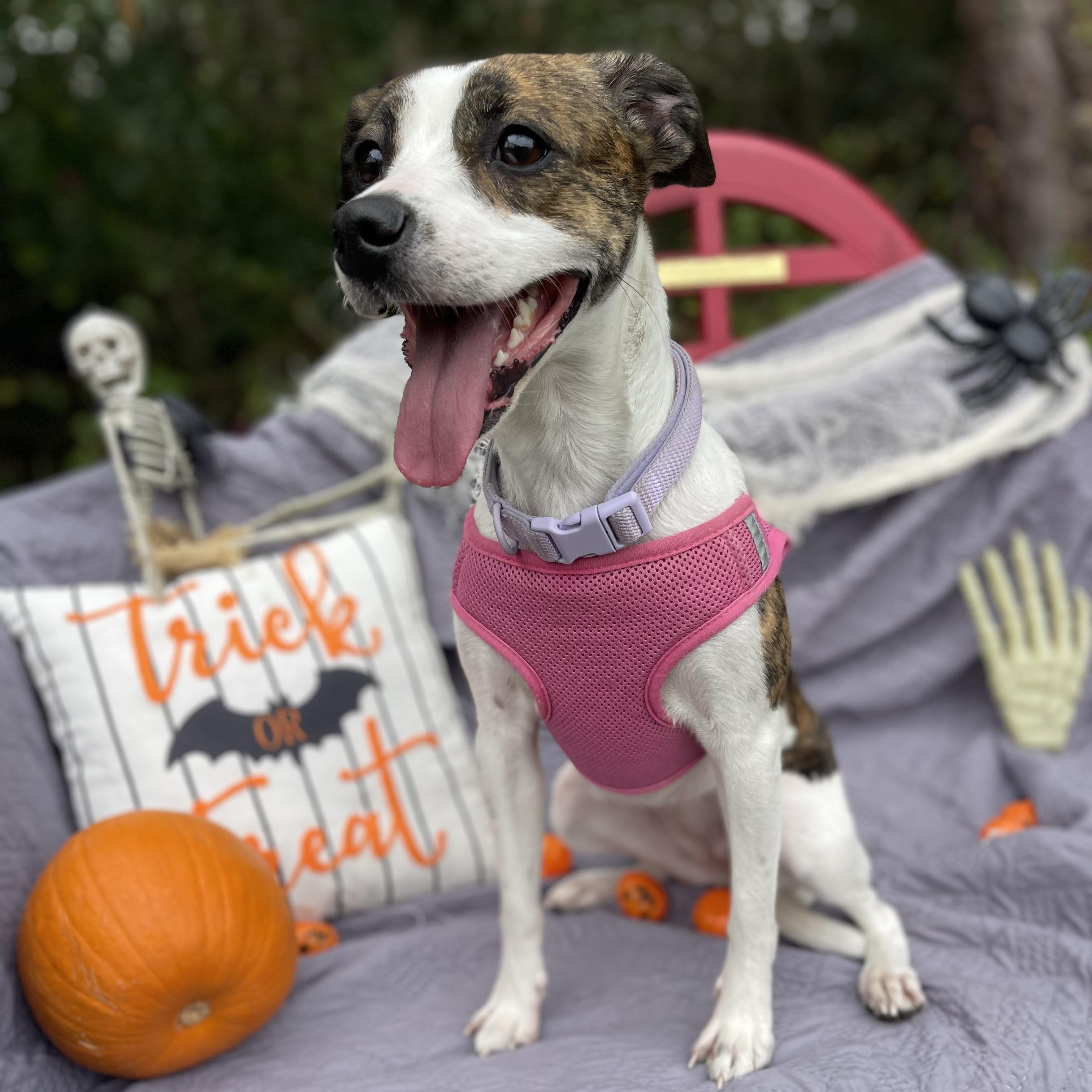 Reba, a Adoptable mixed breed in Sebring, FL image 5/5