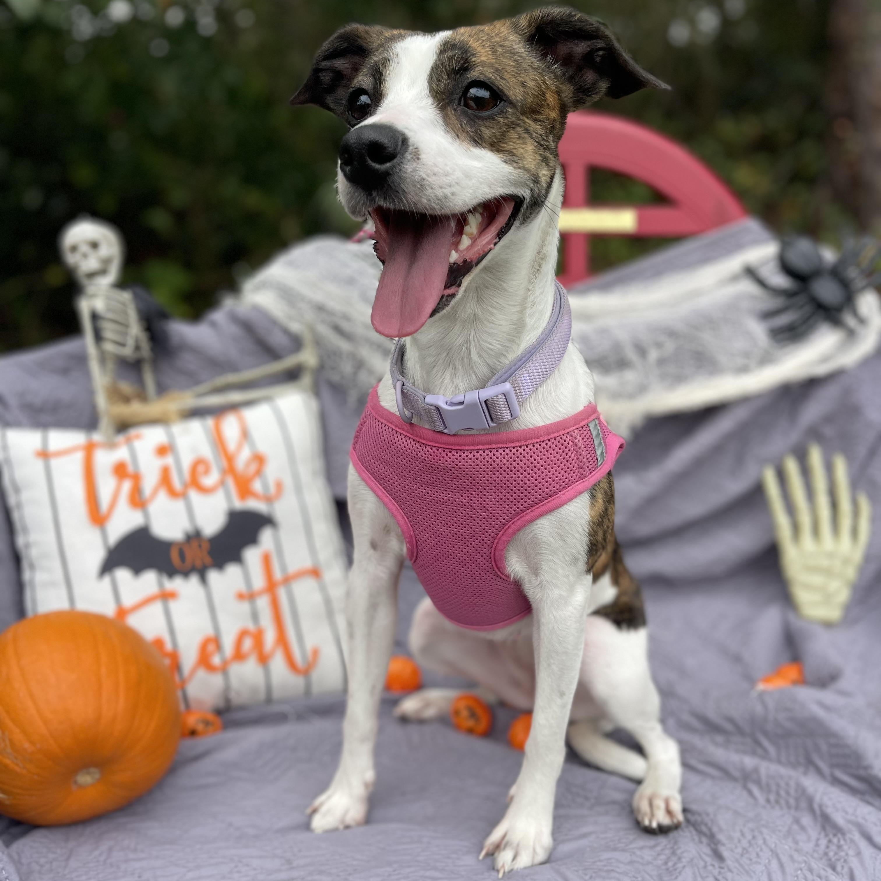 Reba, a Adoptable mixed breed in Sebring, FL image 2/5