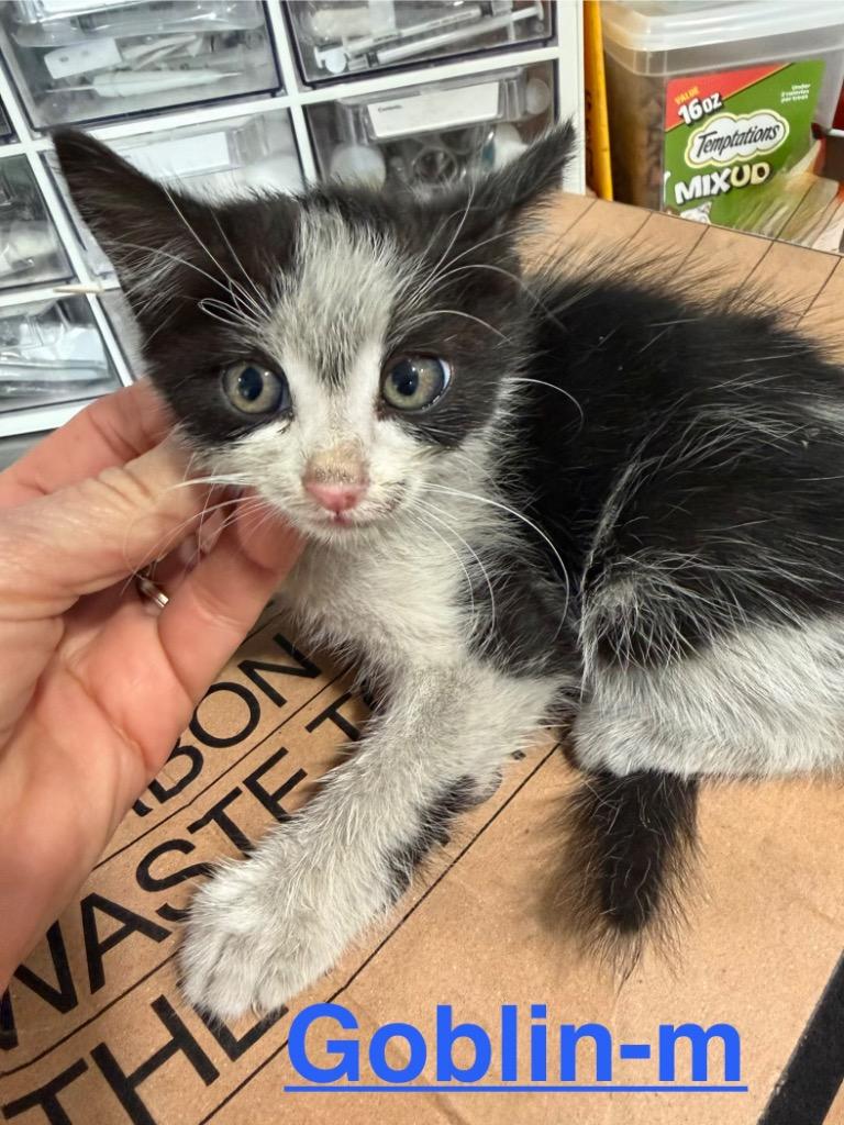 Goblin 26, Adoptable, Kitten Male Tuxedo & Domestic Medium Hair.