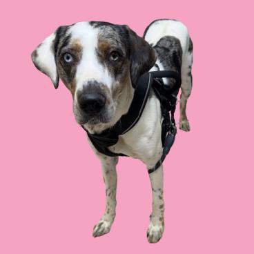 Sundae, a Adoptable mixed breed in Tuscaloosa, AL image 1/2