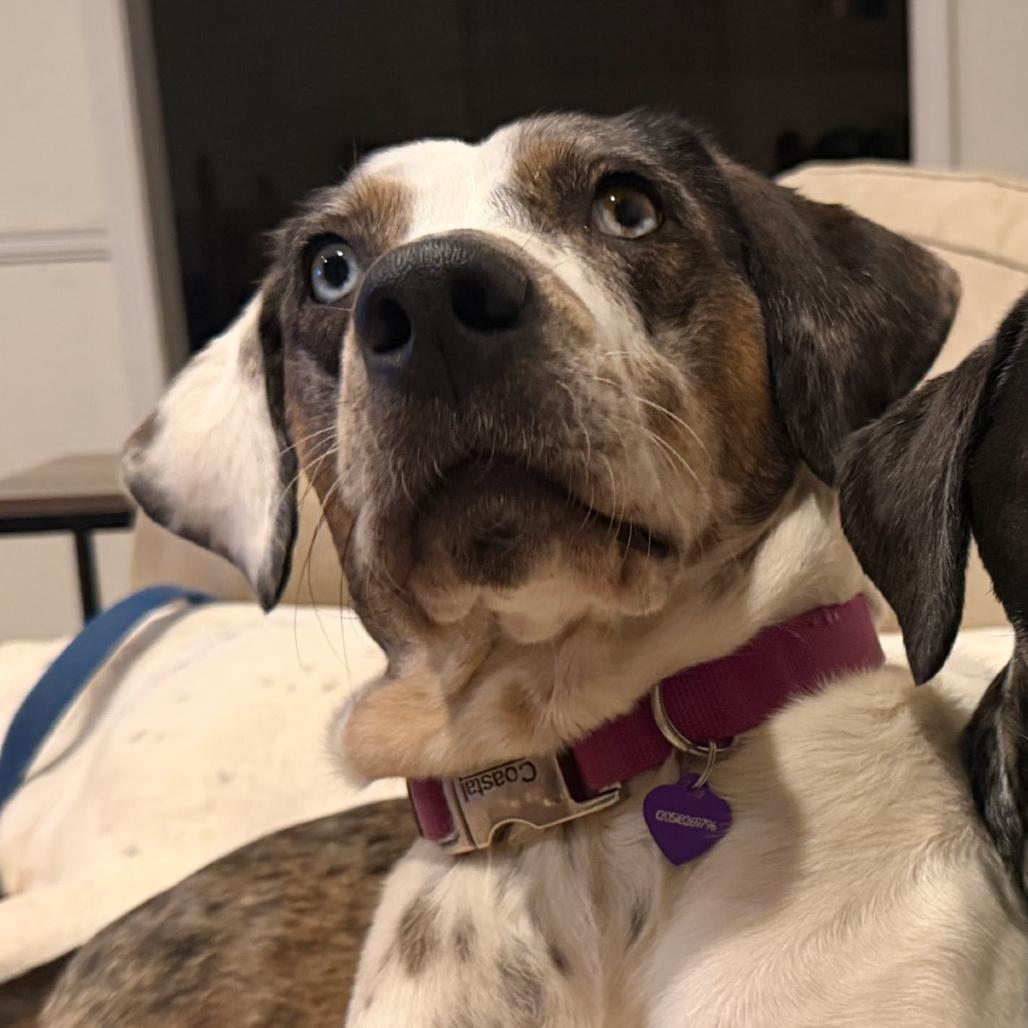 Enlarge Sundae, a Adoptable mixed breed in Tuscaloosa, AL image 2/6