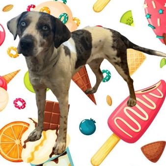 Sundae, a Adoptable mixed breed in Tuscaloosa, AL image 2/2