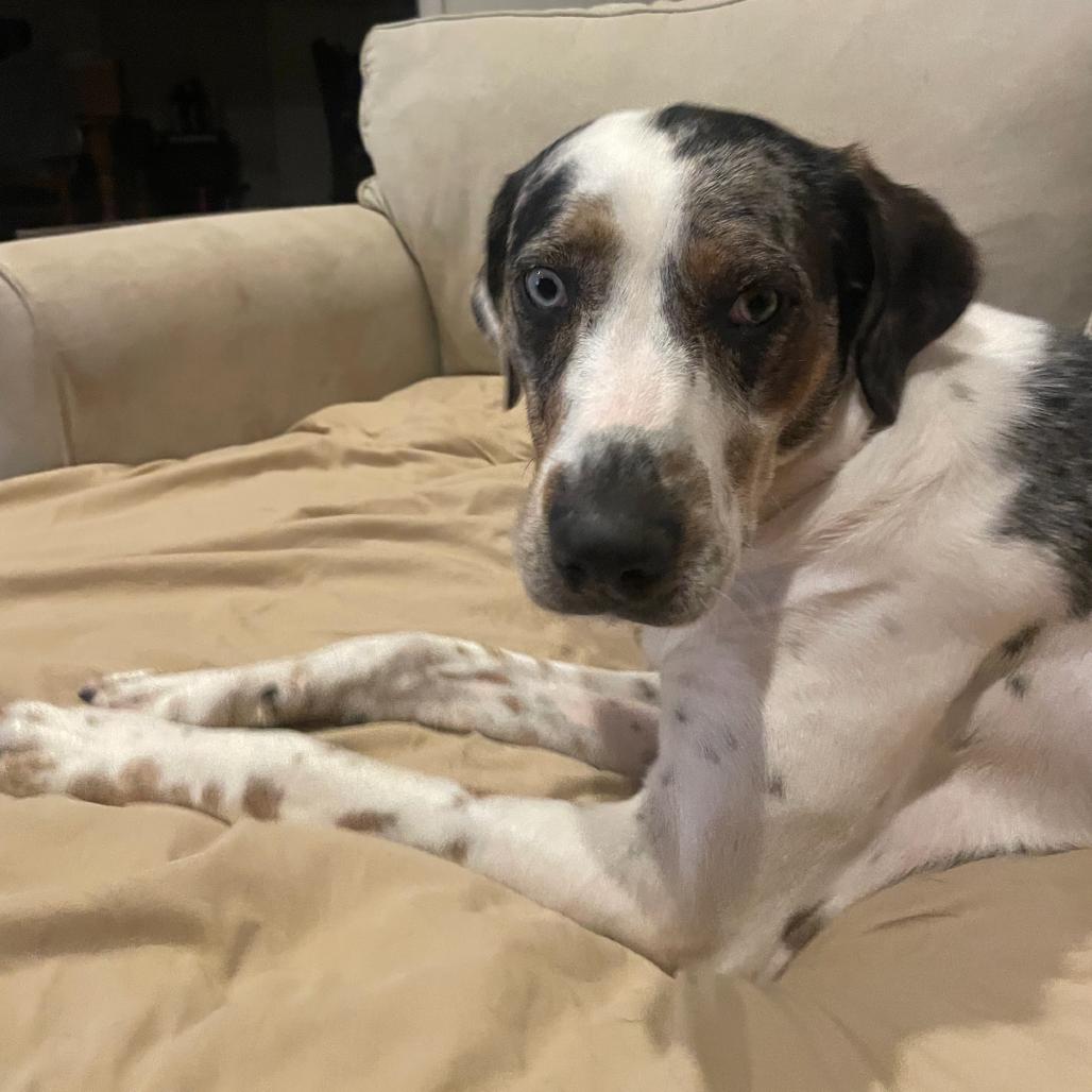 Enlarge Sundae, a Adoptable mixed breed in Tuscaloosa, AL image 4/6