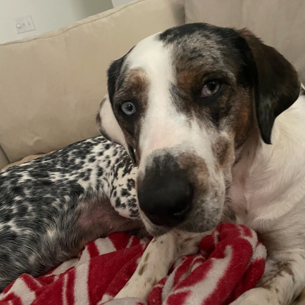 Enlarge Sundae, a Adoptable mixed breed in Tuscaloosa, AL image 5/6