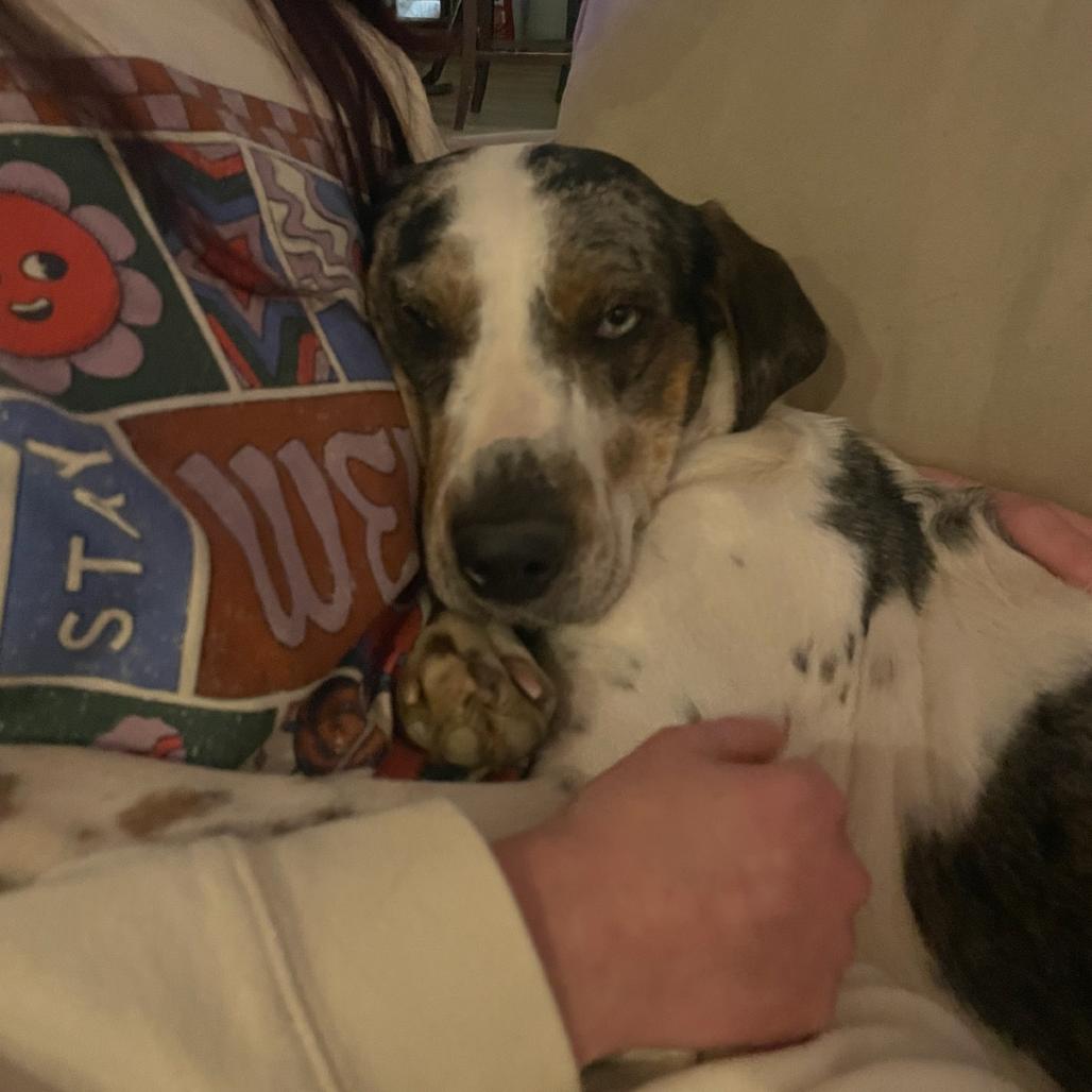 Enlarge Sundae, a Adoptable mixed breed in Tuscaloosa, AL image 6/6