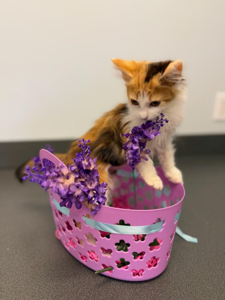 Enlarge Nala, a Adopted Domestic Short Hair in Lexington, NC image 3/4